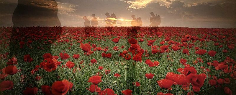 poppy field